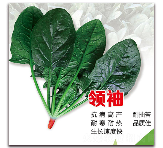 �I�䲤��-���˷N��-¡�_