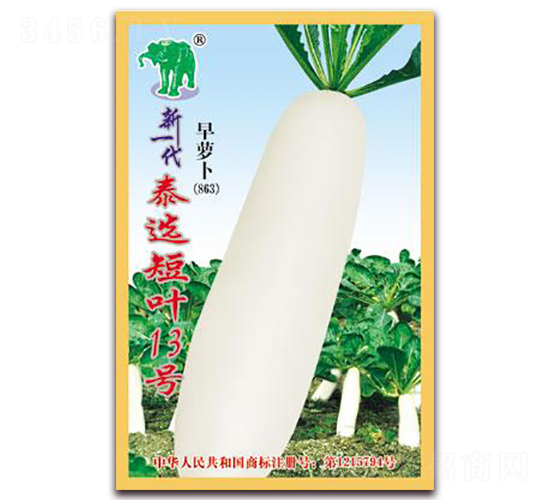 新一代泰選短葉13號早蘿卜-蘿卜種子-吉豐種業(yè)