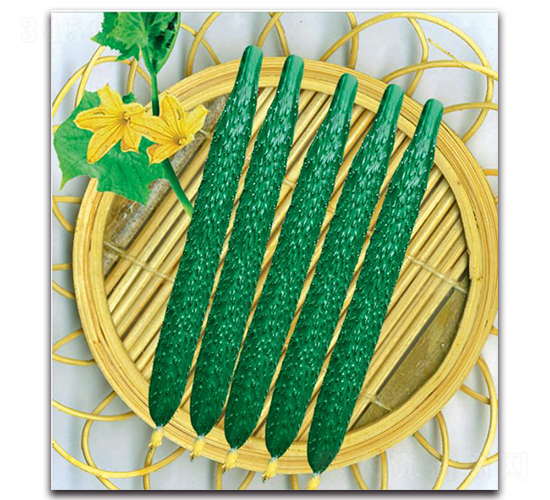 �½�13̖-�S�ϷN��-�����o�N��