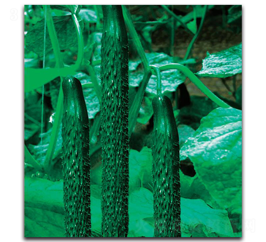 新津11號-黃瓜種子-新世紀(jì)種苗