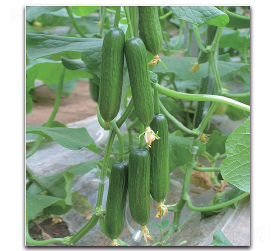 ����-�S�ϷN��-�����o�N��