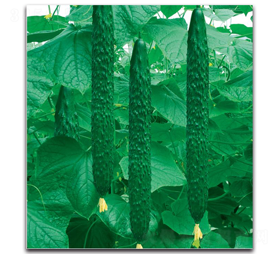 S1882-黃瓜種子-新世紀(jì)種苗