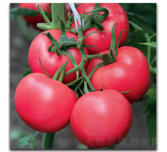 ����һ̖(h��o)-���ѷN��-�����o(j��)�N��