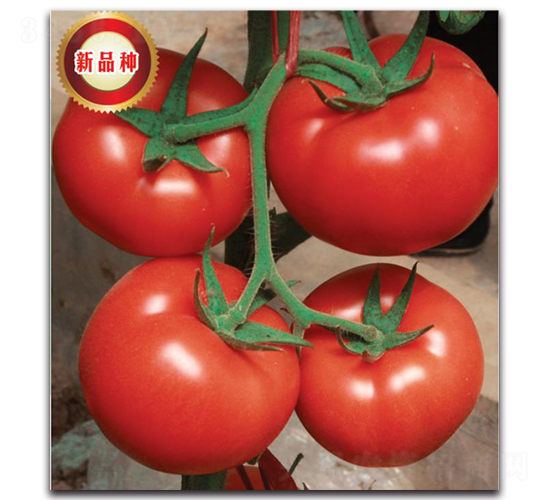 TMR17359-���ѷN��-�����o�N��