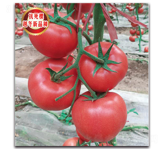 TMP18326-���ѷN��-�����o(j��)�N��