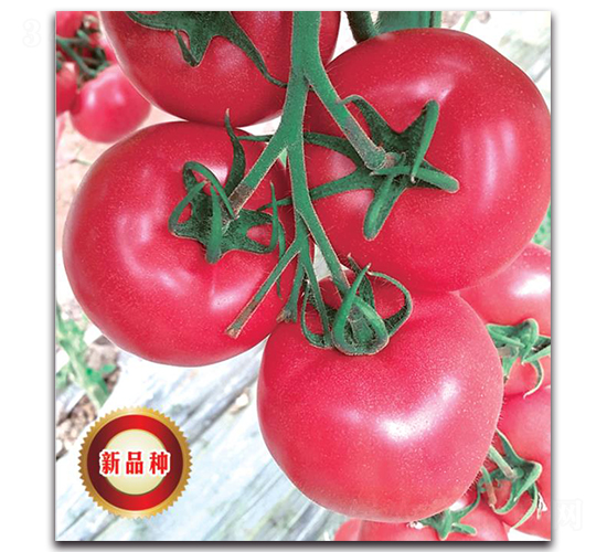 TMP16451-���ѷN��-�����o�N��