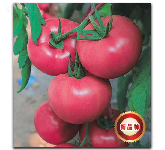 TMP16441-���ѷN��-�����o(j��)�N��