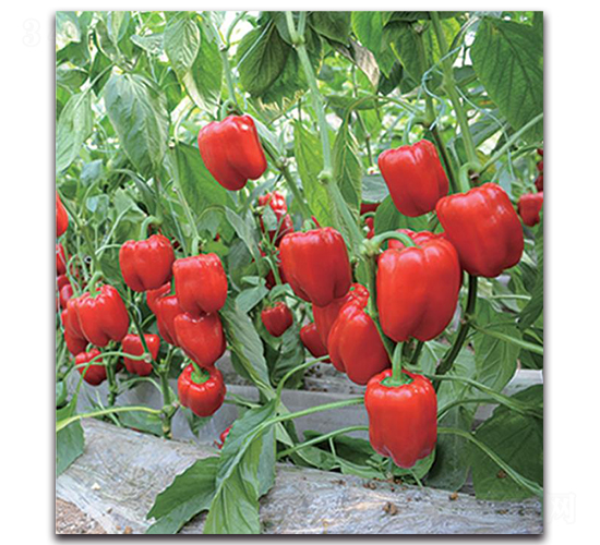 世紀星1463-辣椒種子-新世紀種苗