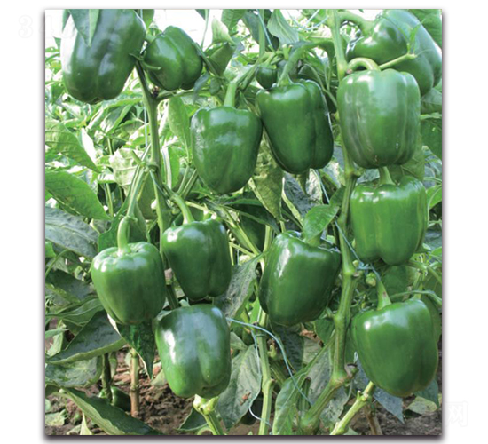 世紀(jì)發(fā)-辣椒種子-新世紀(jì)種苗