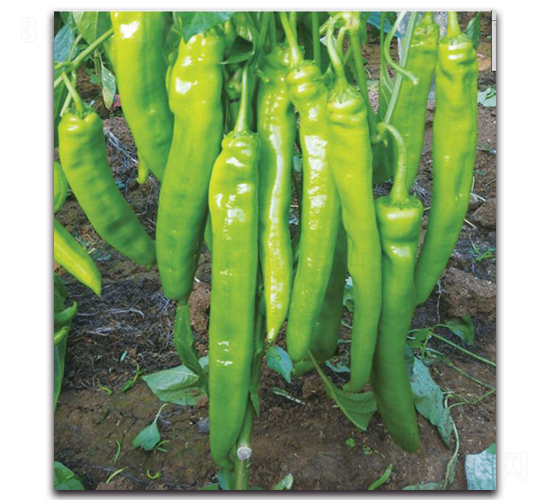 ���ؠ�6̖-�����N��-�����o(j��)�N��