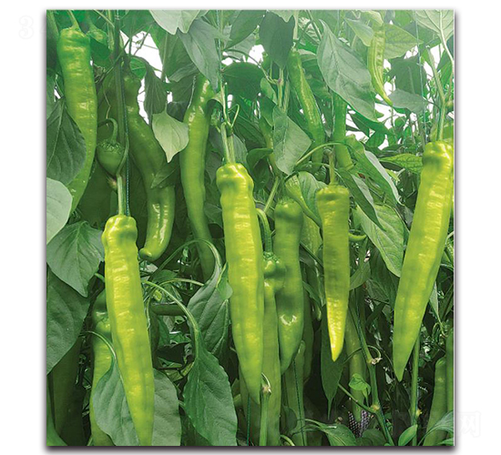 HP1728-�����N��-�����o�N��