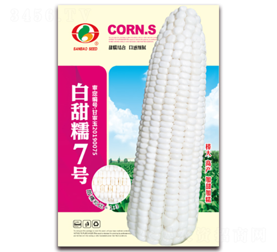 白甜糯7號-糯玉米種子-三保種業(yè)