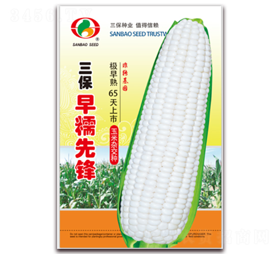 三保早糯先鋒-糯玉米種子-三保種業(yè)