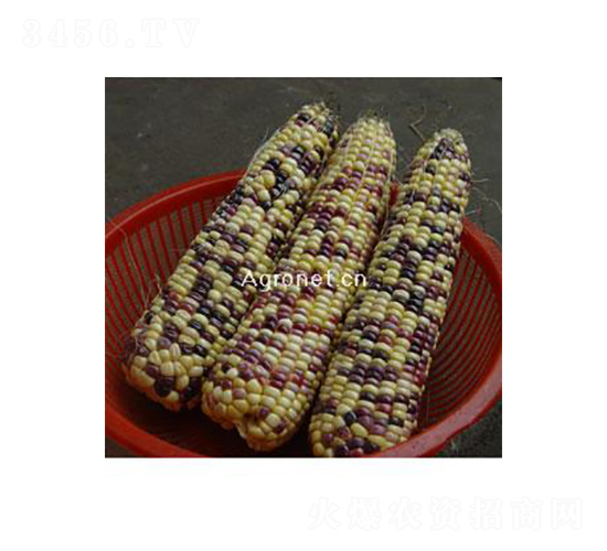 興綠彩甜花糯-糯玉米種子-興綠種苗