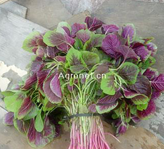 ��A�~�t�{��-�{�˷N��-�d�G�N��