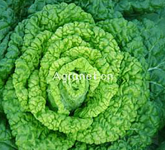 黃心烏-葉菜種子-興綠種苗