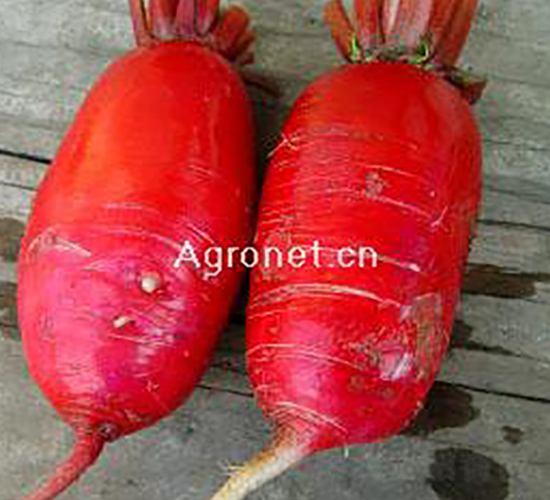 ���x�ļ��M���t�}��-�}���N��-�d�G�N��