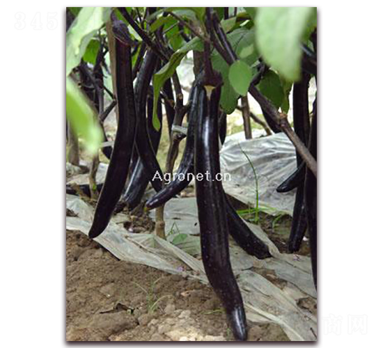 興綠長(zhǎng)茄-茄子種子-興綠種苗