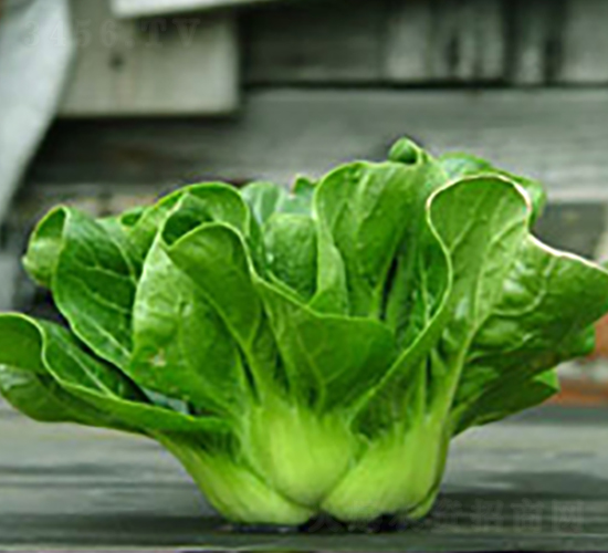 特矮青菜-青菜種子-興綠種苗