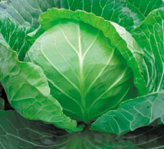 �A��-���{(l��n)�N��-�d�G�N��