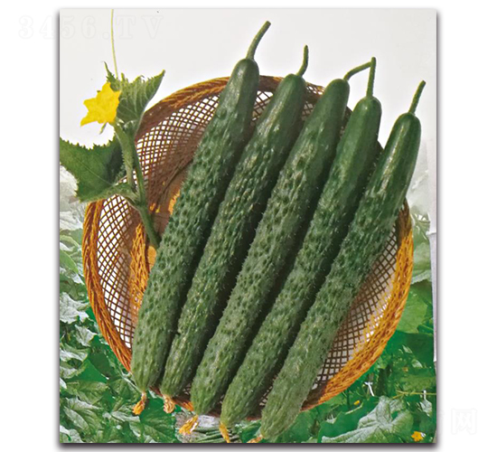 ����6̖(h��o)-�S�ϷN��-��ľ�N��