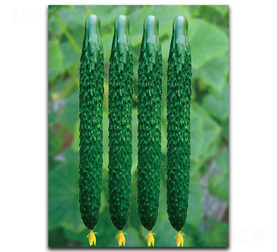 壽育5號(hào)-黃瓜種子-三木種苗