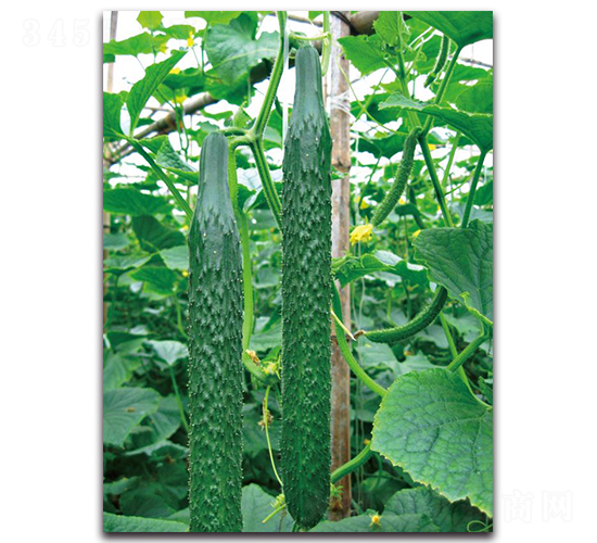 壽育4號(hào)-黃瓜種子-三木種苗