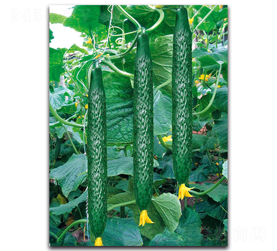 壽育2號-黃瓜種子-三木種苗