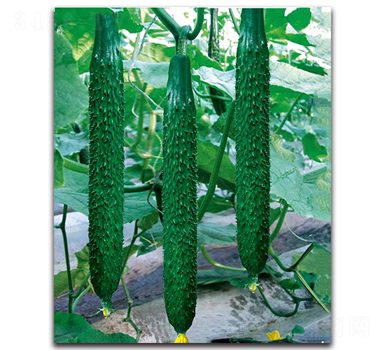 壽育1號(hào)-黃瓜種子-三木種苗