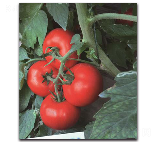 �Ќ�2̖(h��o)-���ѷN��-��ľ�N��