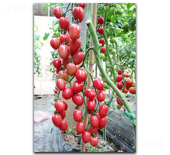 ��СѾ-���ѷN��-��ľ�N��