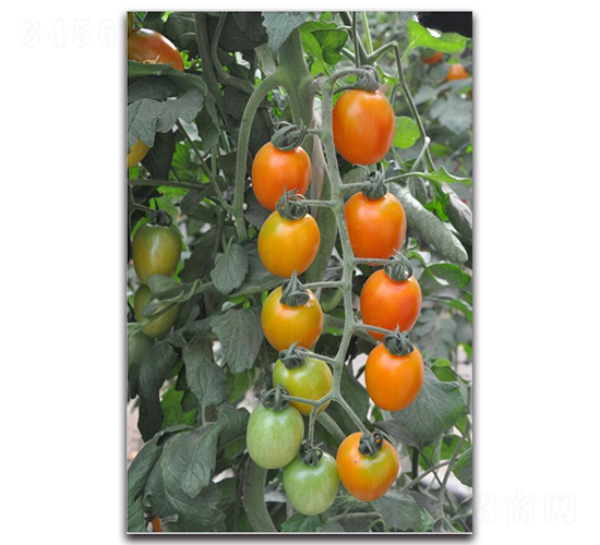 �ȷ�-���ѷN��-��ľ�N��