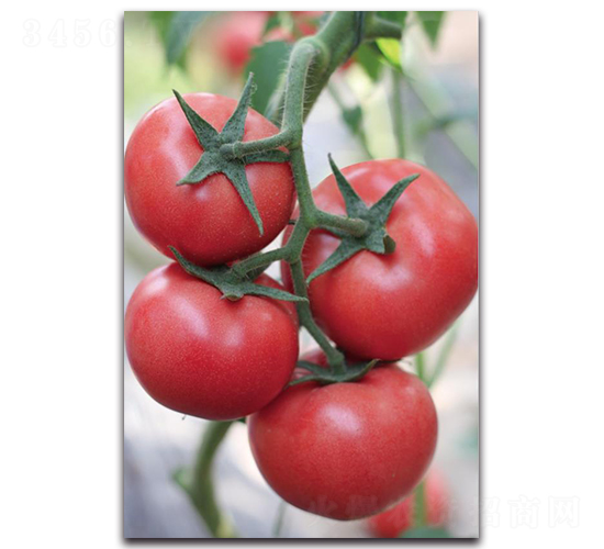 ����10̖(h��o)-���ѷN��-��ľ�N��