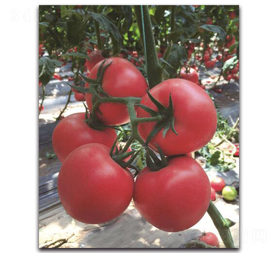 寶祿7號(hào)-番茄種子-三木種苗