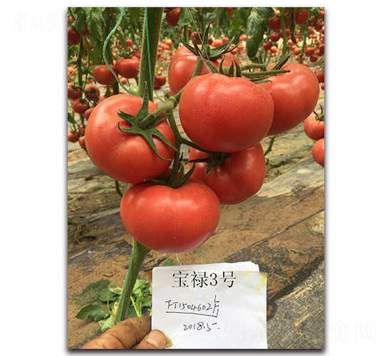 ����3̖(h��o)-���ѷN��-��ľ�N��