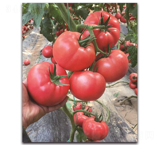 寶祿2號-番茄種子-三木種苗