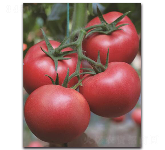 寶祿1號-番茄種子-三木種苗