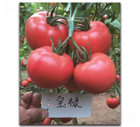 寶祿-番茄種子-三木種苗