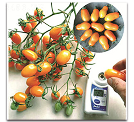 509С����-���ѷN��-ʢ���N�I(y��)