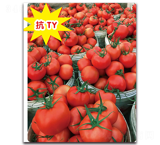 ϣ���D-���ѷN��-ʢ���N�I(y��)