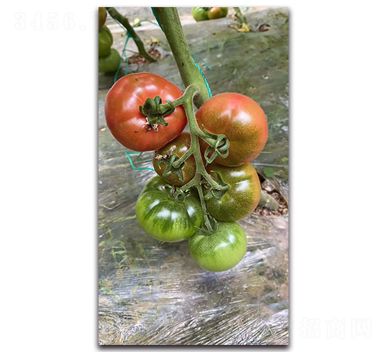 ������-���ѷN��-ʢ���N�I(y��)