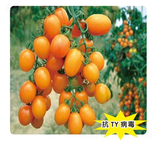 ��ɯ-���ѷN��-ʢ���N�I(y��)