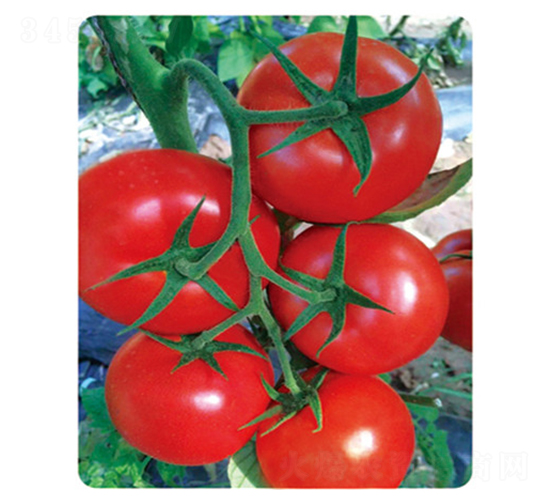 ӯ���_806-���ѷN��-ʢ���N�I(y��)