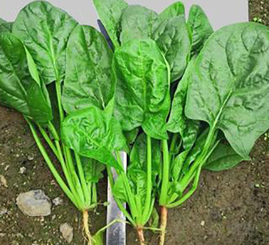 710-���˷N��-�G�x�N�I(y��)