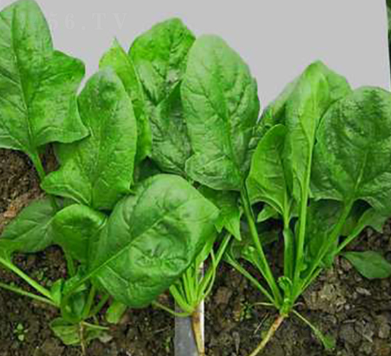 707-���˷N��-�G�x�N�I(y��)