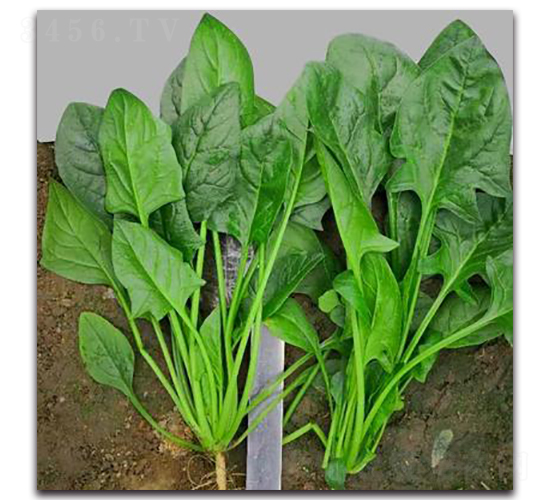 706-菠菜種子-騁輝種業(yè)