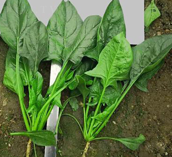 705-菠菜種子-騁輝種業(yè)