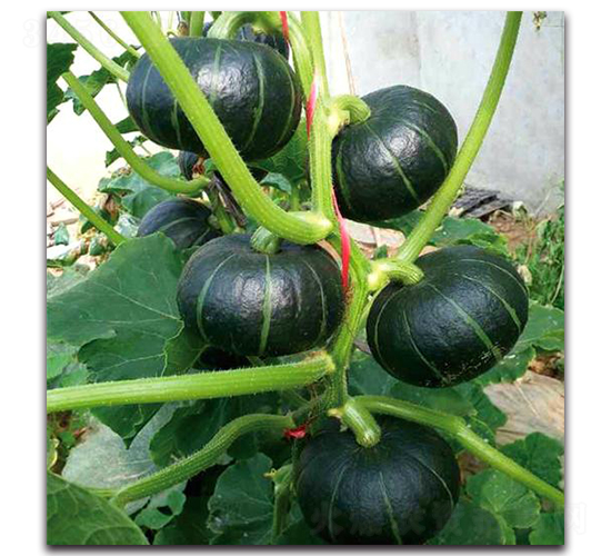 PA08-南瓜種子-騁輝種業(yè)