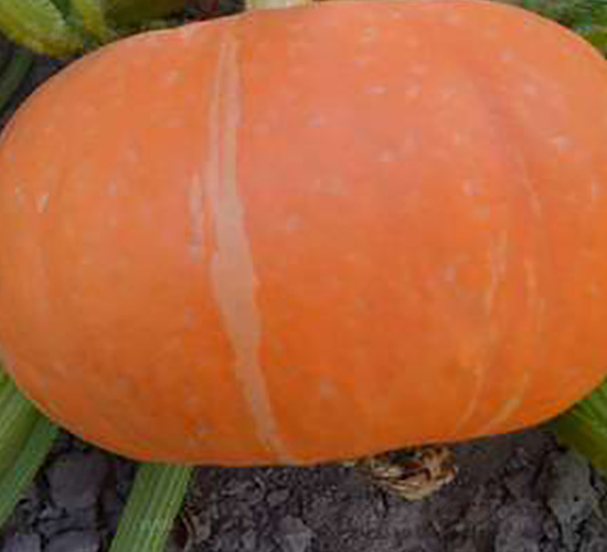 PA01-南瓜種子-騁輝種業(yè)