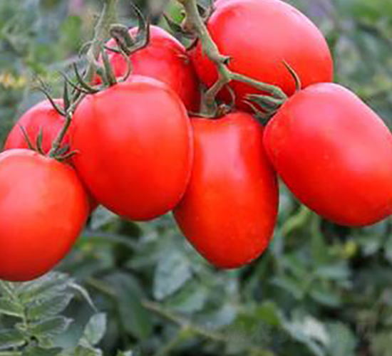 TM815-���ѷN��-�G�x�N�I(y��)